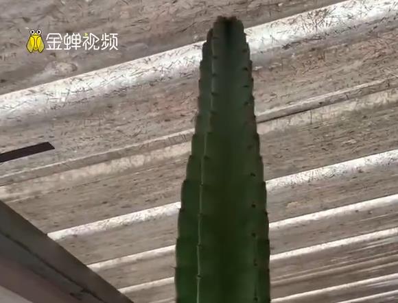 浙江一女子买回15厘米多肉4年后变3米，已戳到了顶棚